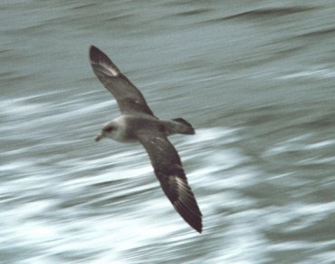 Seabirds Study Shows Plastic Pollution Reaching Surprising Levels off Coast of Pacific Northwest