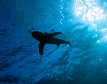 Vast shark sanctuary created in Pacific