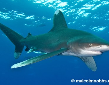 Oceanic Whitetips: Swimming Into the History Pages? 