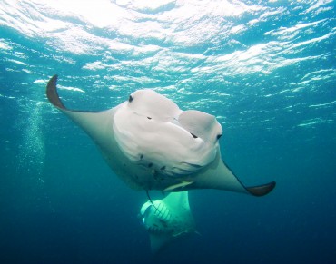 Wanted: Protection for Manta Rays