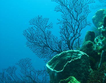 Caribbean Coral Reef Decline Predates Damage from Climate Change 