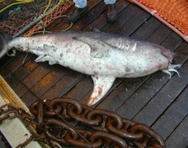 Global Problem of Fisheries Bycatch Needs Global Solutions