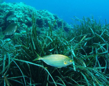 Fishing from a Smaller Pool - What will Brexit mean for Europe’s Seas?