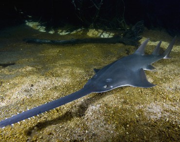 Countries Propose Global Protection for Rays, Regional Conservation for Sharks