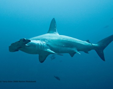 NSW Acts to Protect Hammerhead Sharks