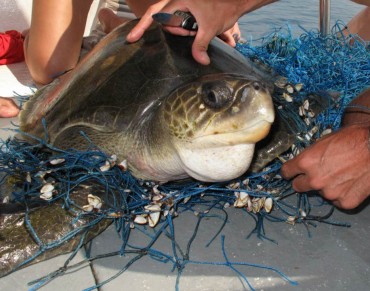 Scubafish Thailand, Sea Turtle Rescue