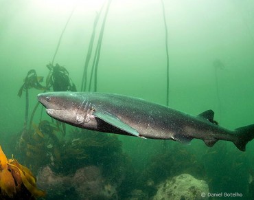 Rare Shark Spotted Off La Jolla Coast