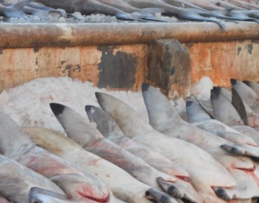 Shark Trade Curbed to Save Species