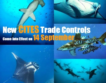 Stronger Protection for Five Shark Species and all Manta Rays  