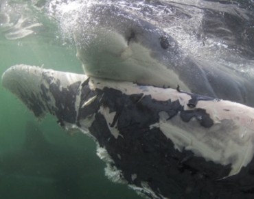 Great White Sharks Scavenging On Dead Whales