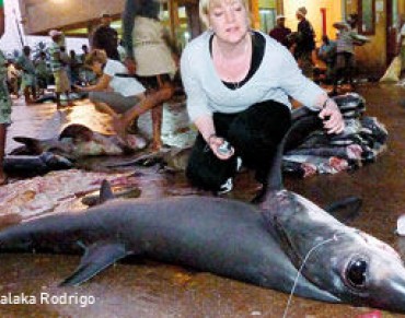 Sri Lanka Protects Thresher Sharks