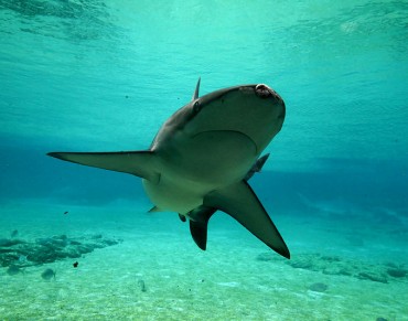 European Union Closes Loopholes in Shark Finning Ban 