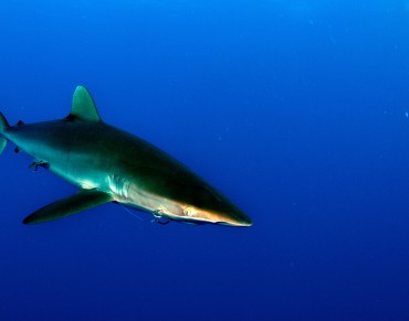 IATTC Fails to Improve Tuna and Shark Conservation