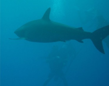 Conservation Body Agrees to Protect Silky Sharks