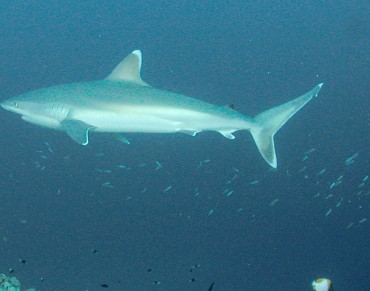 Conservationists Praise Shark, Reef Protection in Marshalls 