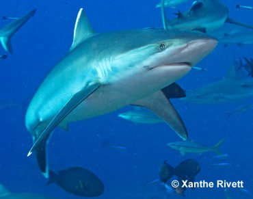 Divers Needed to Protect the Coral Sea