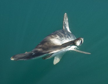 Costa Rica's Shark Conservation Record is a "Mixed Bag", Observers Say