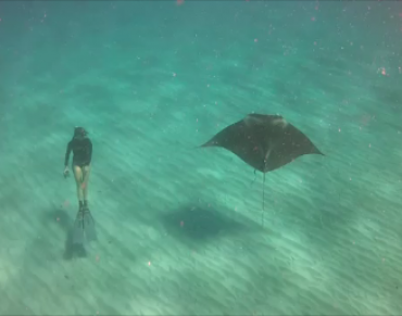 Coral Bay Manta Ray Black Tie Ball