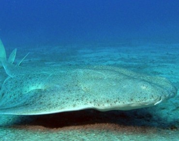 Spain Protects More than Ten Species of Sharks and Rays