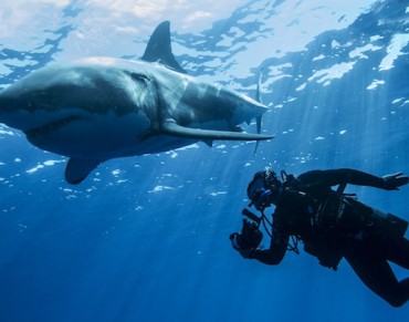 EPA Recommends Shark Hazard Mitigation Drum Line Proposal Should Not Be Implemented
