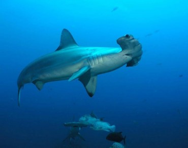 Costa Rica: Proposal to list Hammerhead Sharks in CITES Appendix III