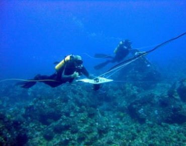 Towed-diver Surveys Suggest Steep Decline in Pacific Reef Sharks Populations