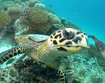 Coral Reefs Begin to Recover in the Maldives