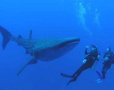 A Whale (Shark) of a Rescue, Mozambique