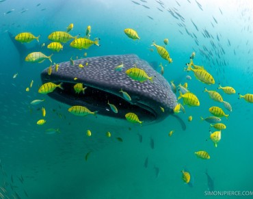 Whale sharks, Winghead Sharks and Bornean Orangutans Slide Towards Extinction