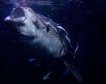 Biggest Fish in the Ocean Receives International Protection
