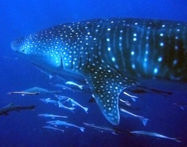 Victory for Vulnerable Whale Sharks at Pacific Meeting