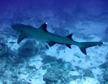 Sharks Are in Trouble, New Analysis Confirms