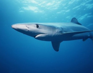 Fewer Sharks Are Being Caught—and That's Not Good News