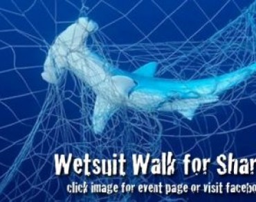 Brisbane Wetsuit Walk