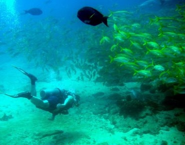 Cabo Pulmo the Story of an Extraordinary Marine Life Recovery