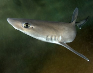 Shark Finning Loopholes Widened by Atlantic States Commission