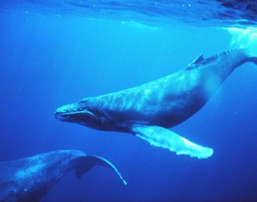 Preserving 4 Percent of the Ocean Could Protect Most Marine Mammal Species