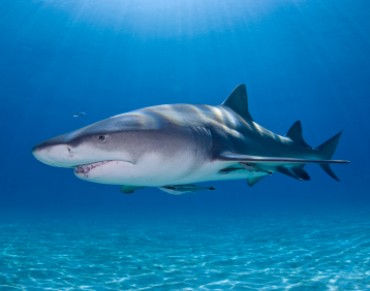 Celebrating Victories: Shark Finning Banned in Central America and Dominican Republic 