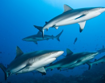 Kiwi man helps create huge shark sanctuary