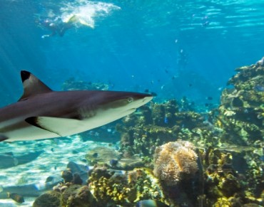 Divers Contribute to Shark and Ray Research