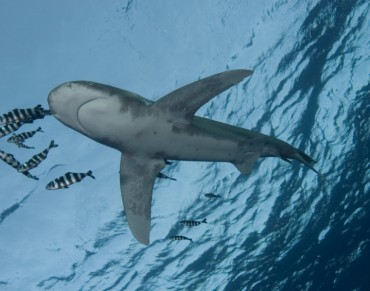 Let's Work Together for Sharks