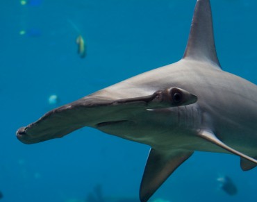 Shark Conservation on the Move: Are you in? 