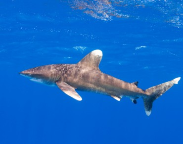 New Study Reveals Alarming Declines in Pacific Shark Populations