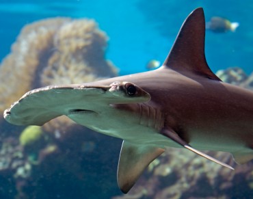 Calling for Global Shark Protection at IUCN World Conservation Congress