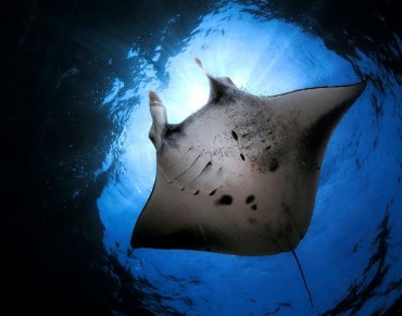 Queensland Rays Could Pose Toxic Asian Medicine Risk