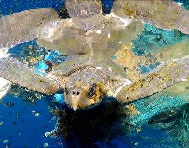 World's Turtles Face Plastic Deluge Danger