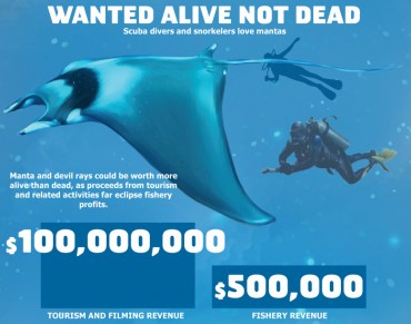 Infographic: Manta and Devil Rays at Risk