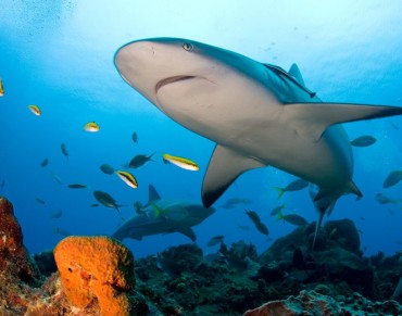 New FAO Shark Database Goes Live