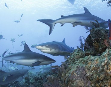 Honduras Creates a Shark Sanctuary