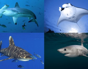 CITES Steps Up to Protect Sharks 40 Years After Jaws